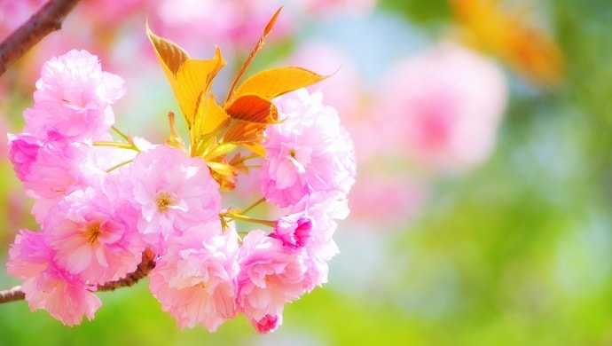 キレイなピンク色の八重桜