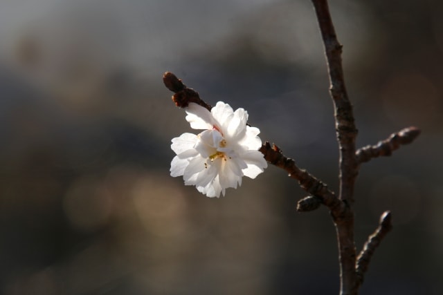 一輪の冬桜