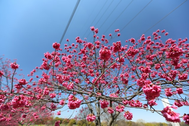 寒桜