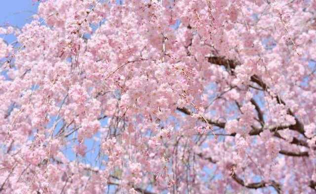 八重咲きのしだれ桜