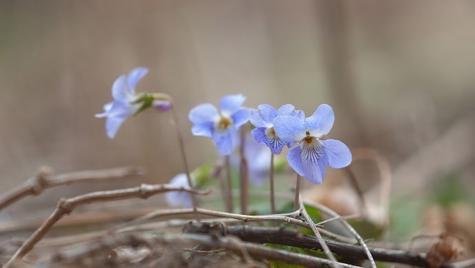 青いスミレの花