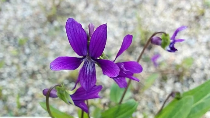 紫色のスミレの花