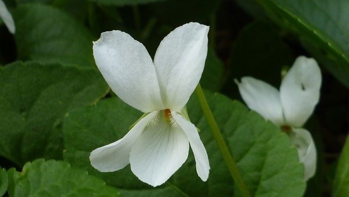 白いスミレの花