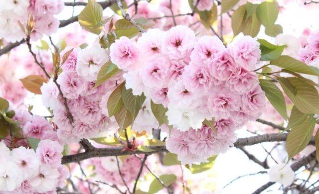 薄いピンクの八重桜