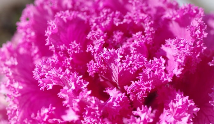 ピンク色の葉牡丹