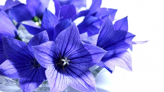 青い桔梗の花