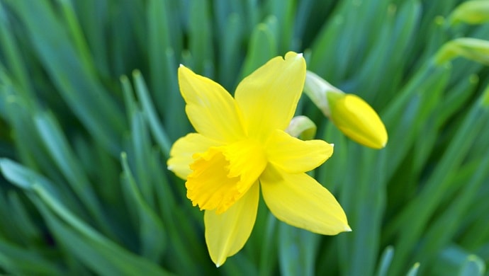 黄色いラッパスイセンの花