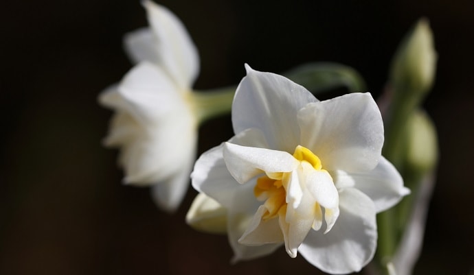 白色の水仙の花
