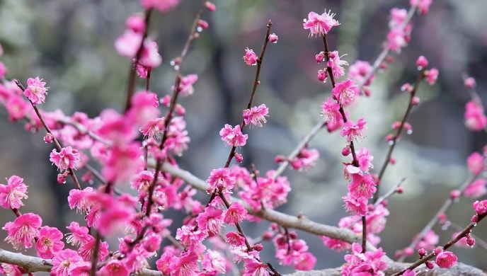 ピンク色の梅の花