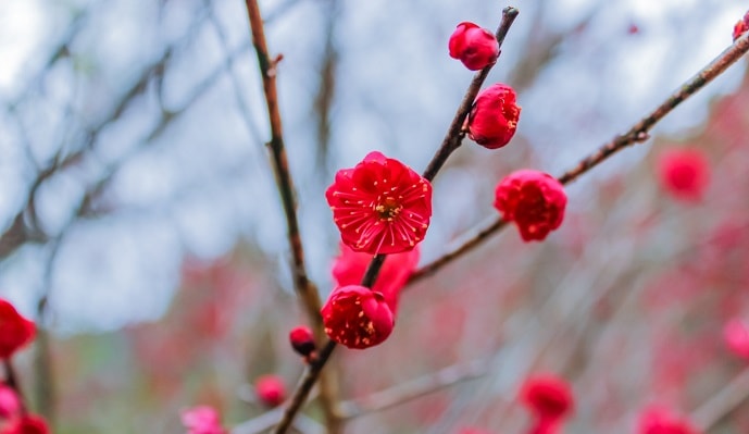 赤い梅の花