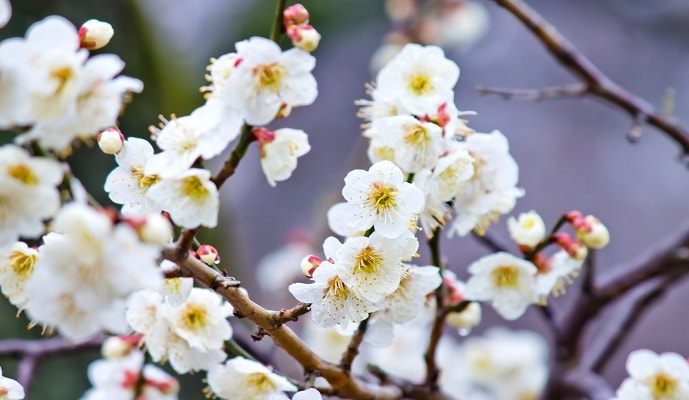 白い梅の花