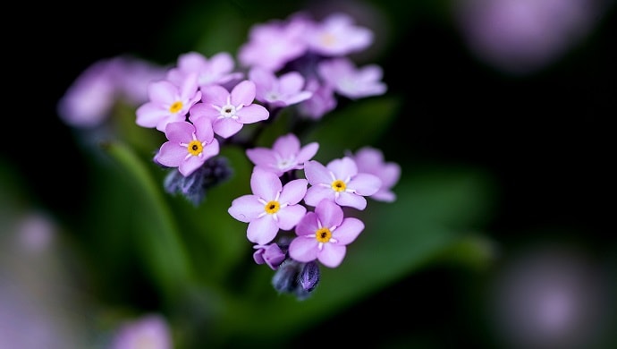 紫色の勿忘草の花