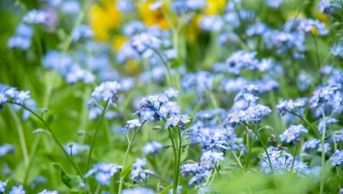 青色の勿忘草の花