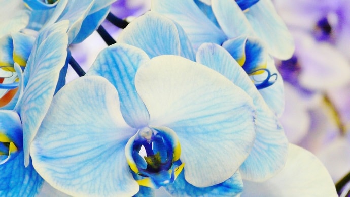 青い胡蝶蘭の花