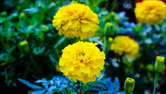 黄色いマリーゴールドの花
