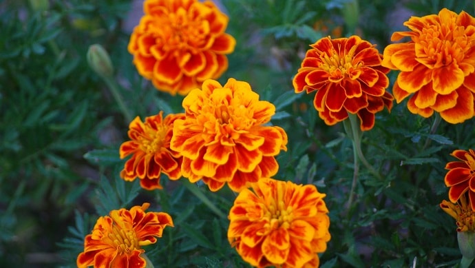 オレンジ色のマリーゴールドの花