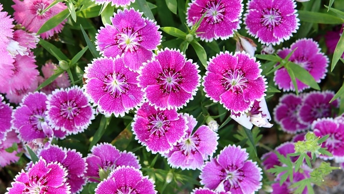 ピンク色の撫子の花