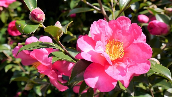 ピンク色の山茶花