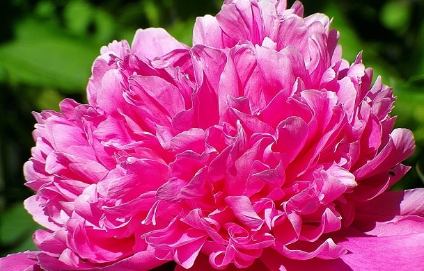 ピンク色の芍薬の花