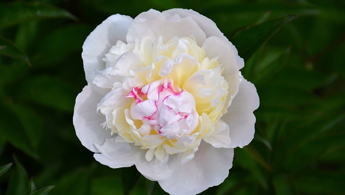 白い芍薬の花