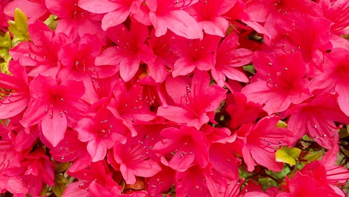 赤く鮮やかなツツジの花