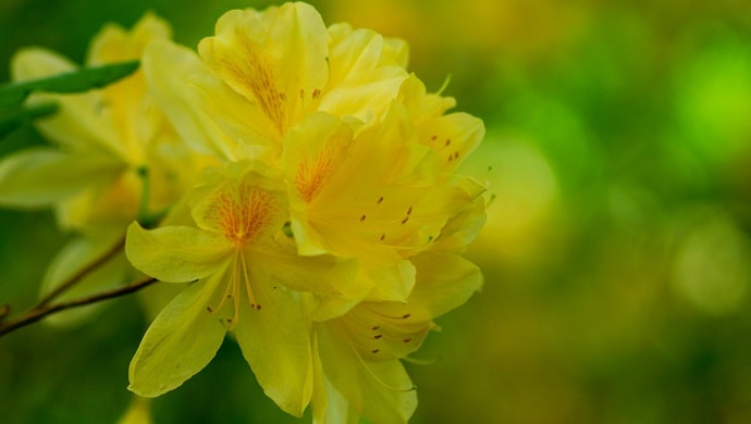 黄色いツツジの花