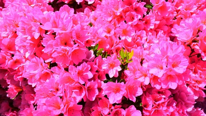 ピンク色のアザレアの花
