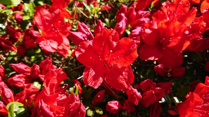 赤いアザレアの花