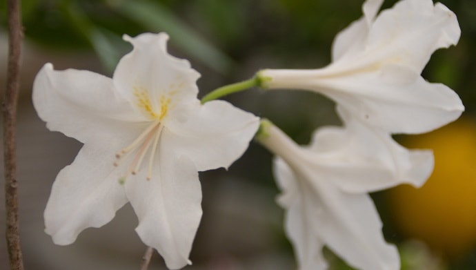 白いアザレアの花